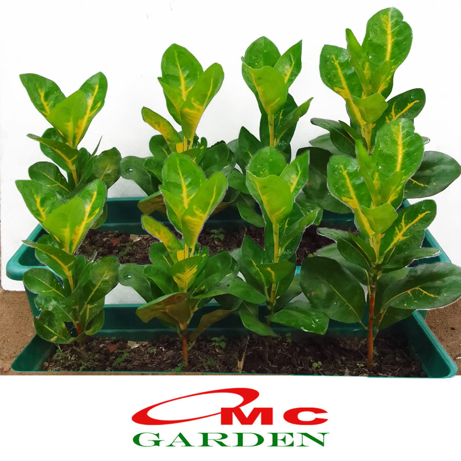 Puring Penyu Kuning Hijau Mangkok Mangkokan Bibit Pohon Croton Tanaman Hias 20-30cm
