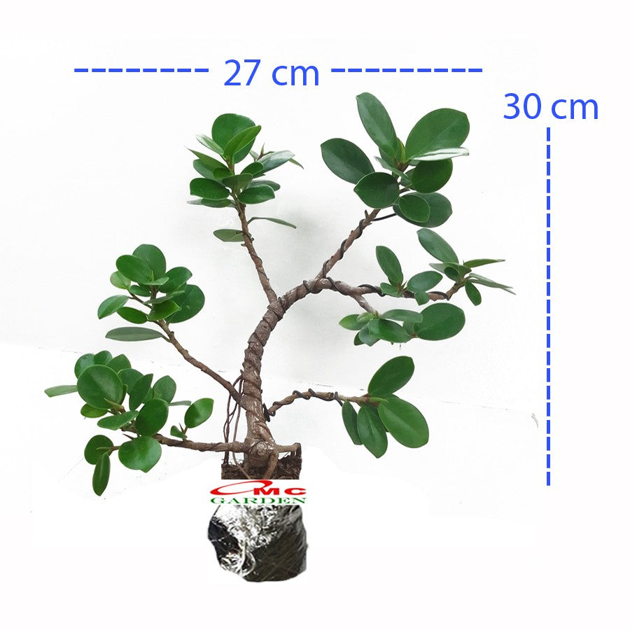 Tanaman Hias Pohon Bonsai Mame Beringin Korea Mini Dolar Murah B-BK-018