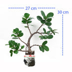 Tanaman Hias Pohon Bonsai Mame Beringin Korea Mini Dolar Murah B-BK-018