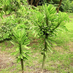 Bibit Pohon Euphorbia Neriifolia Nivulia Katus Kaktus Sukulen Tanaman Hias Sudu Sudu Cristata Varigata 1020