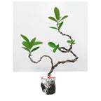 Bonsai Bonsae Sianci Aserola Ceri Barbados Cherry 002