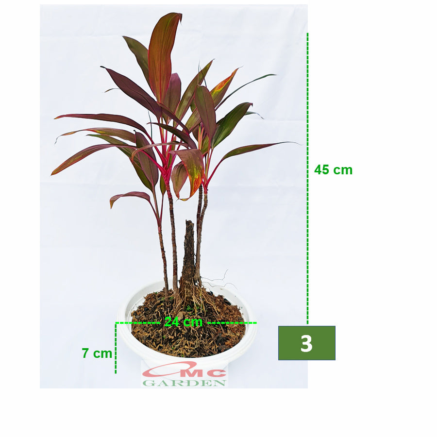 Bonsai Hanjuang Andong Sawang Daun Merah Tanaman Hias B-HANJUANG-M-001A