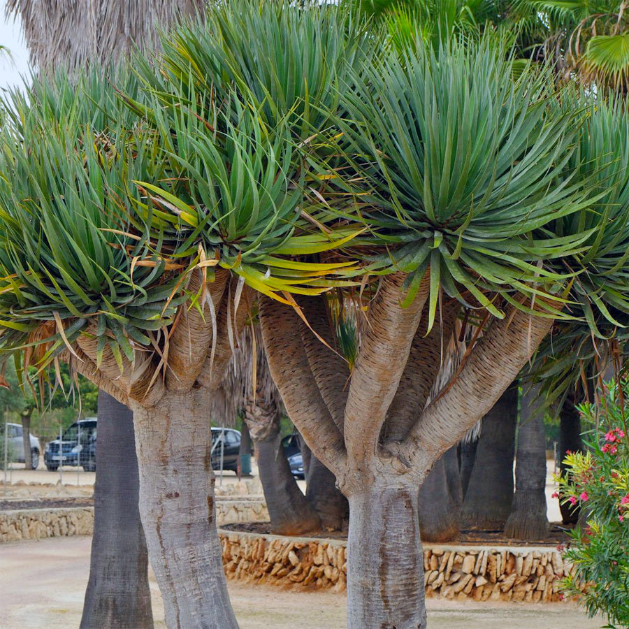 Bonsai Pandan Bali Pohon Bonsae Tanaman Hias B-PDB-003