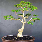Bonsai Bonsae Sancang Premna Microphylla 005