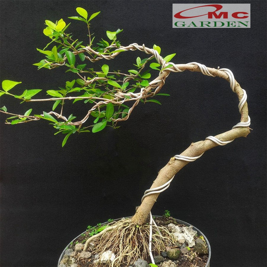 Bibit Sianci Bahan Bonsai Tanaman Ceri Barbados Cherry Aserola 2030