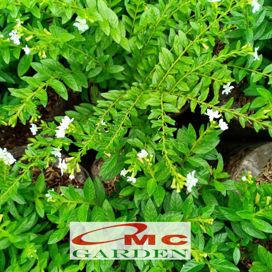 Bibit Tanaman Hias Taiwan Beauty Bunga Putih Daun Hijau 1020 cm