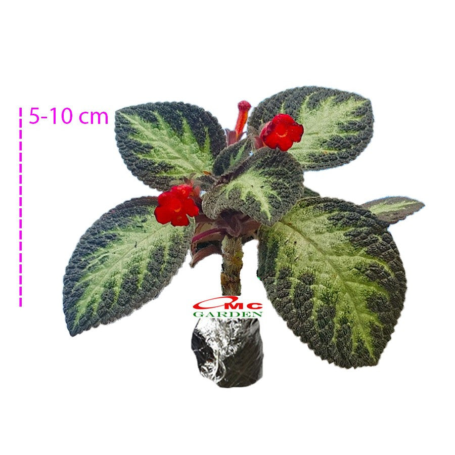 Tanaman Hias Episcia Cupreata Lil Lemon Pink Panther Hijau Beludru Bludru Coklat Silver Shield