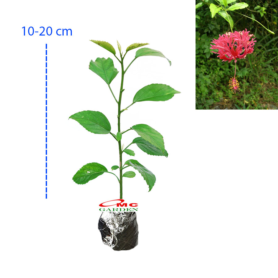 Kembang Sepatu Bunga Raya Hibiscus Worawari Rosa Dinensis Merah Bibit Tanaman Hias 1020