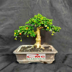 Bibit Tanaman Hokianti Mikro Micro Hokiantea Eretia Bahan Bonsai 1020