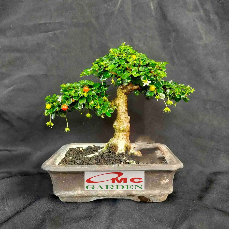 Bibit Tanaman Hokianti Mikro Micro Hokiantea Eretia Bahan Bonsai 1020