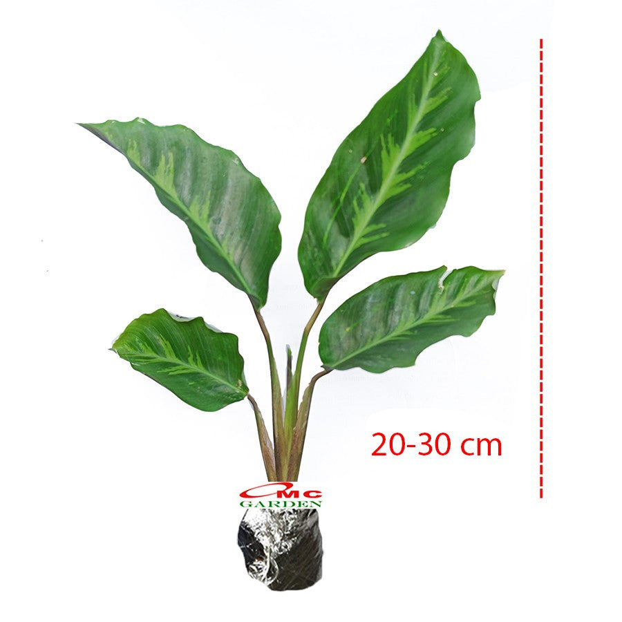 Calathea Louisae Misto Bulu Ayam Kalatea Calatea Kalathea Bibit Tanaman Hias CLT-LS-2030