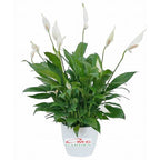 Bibit Tanaman Pohon Sepatu Filum Peace Lily Lili Spatyfhilum PS-2030