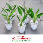 Tanaman Hias Pisang Bali Atau Pisang Betet Calathea Heliconia Pisang Pisangan P-BALI-4050