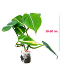 Srigading Sri Gading Sirih Gading Hijau Kuning Varigata Golden Silver Ungu Centong Philodendron Philo Brazil Marble Queen Bibit Tanaman Hias Air 1020