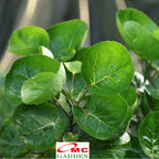Pohon Mangkok Mangkokan Tanaman Obat Herbal Hias Bibit Berakar 20-30cm