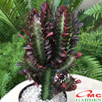Euphorbia Trigona Bibit Tanaman Hias Kaktus Katedral Sukulen Hijau Merah 1015