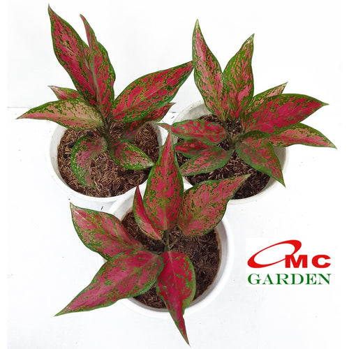 Aglonema Venus Green Red Bibit Bunga Tanaman Hias Sri Rejeki 1015