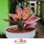 Aglonema Venus Green Red Bibit Bunga Tanaman Hias Sri Rejeki 1015