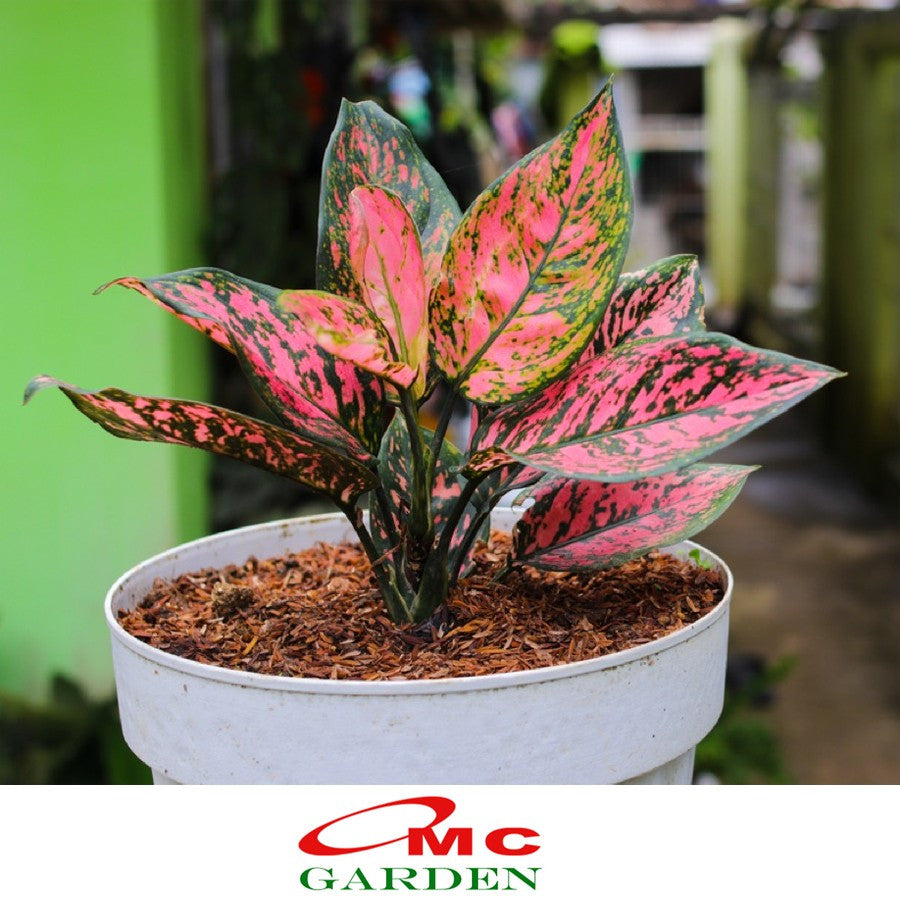 Aglonema Venus Green Red Bibit Bunga Tanaman Hias Sri Rejeki 1015