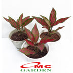 Aglonema Venus Green Red Bibit Bunga Tanaman Hias Sri Rejeki 1520