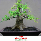 Bibit Pohon Loa Bahan Bonsai Mame Ficus Racemosa Tanaman Peneduh 1020