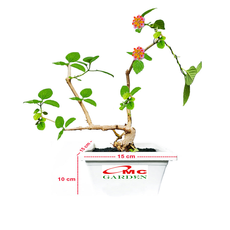 Bonsai Bonsae Lantana Camara Tembelekan Orange Pink Tanaman Hias 003