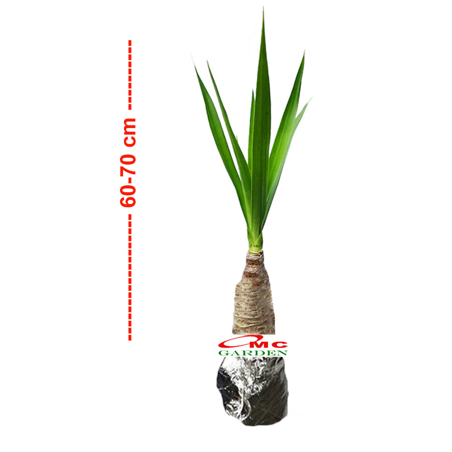 Bonsai Pandan Bali Pohon Bonsae Tanaman Hias B-PDB-003