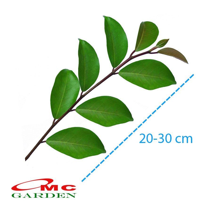 Tanaman Beringin Lokal Local Iprik Kimeng Bibit Stek Batang Bonsai Ficus 30 cm
