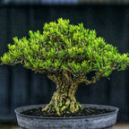 Bonsai Bonsae Boksus Boxus Bokus Buksus Buxus Boxwood Buxaceae 001