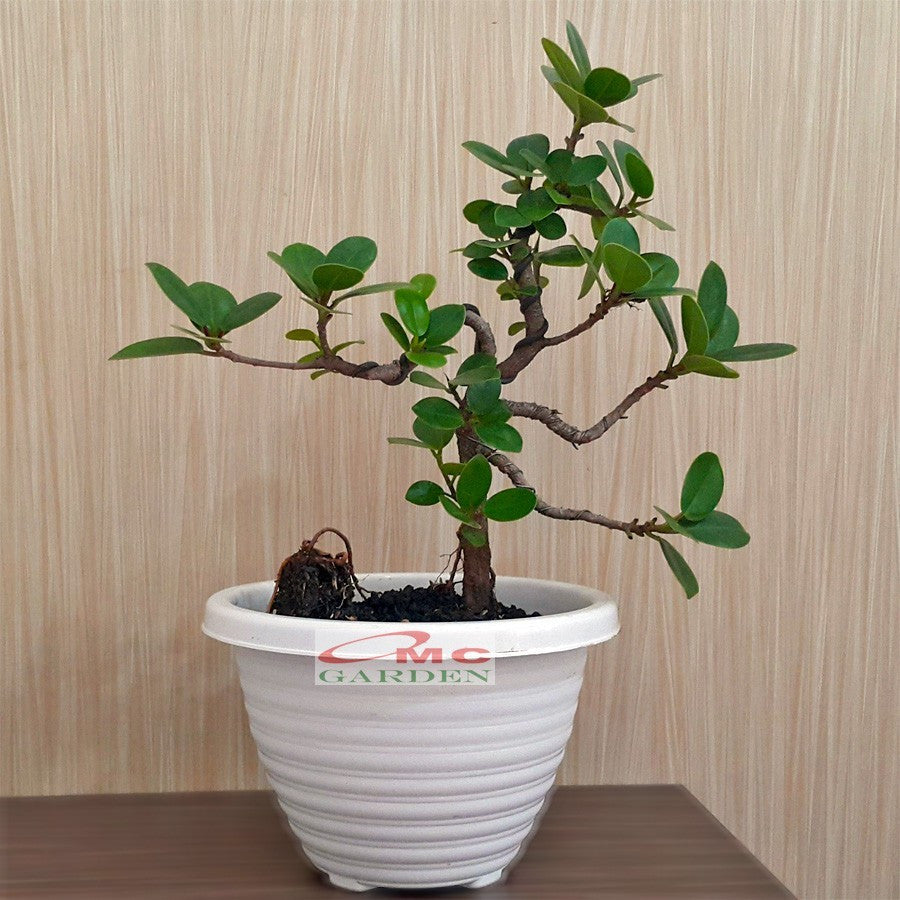 Tanaman Hias Pohon Bonsai Mame Beringin Korea Mini Dolar B-BK-023