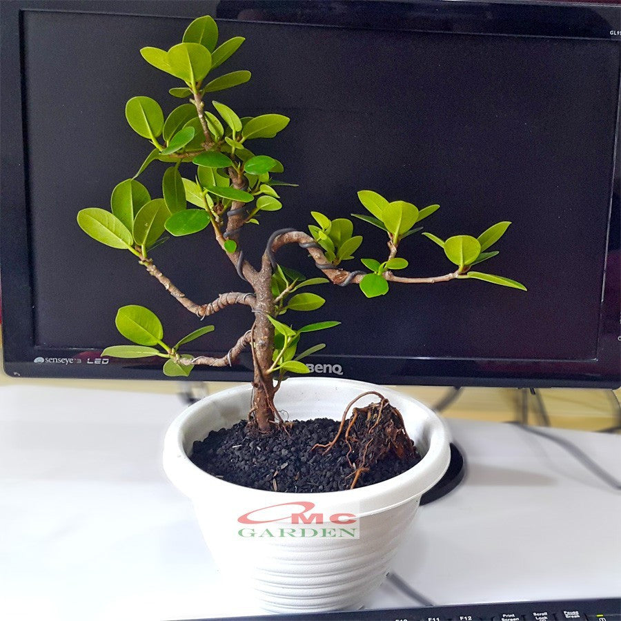 Tanaman Hias Pohon Bonsai Mame Beringin Korea Mini Dolar B-BK-023