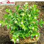 Bibit Tanaman Hias Taiwan Beauty Bunga Putih Daun Hijau 1020 cm