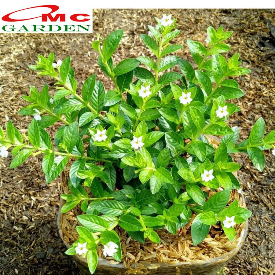 Bibit Tanaman Hias Taiwan Beauty Bunga Putih Daun Hijau 1020 cm
