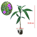 Rawelia Ruelia Rolia Bunga Ungu Pink Tabibosa Ruellia Tanaman Hias Bibit RWL-B-1020