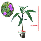 Rawelia Ruelia Rolia Bunga Ungu Pink Tabibosa Ruellia Tanaman Hias Bibit RWL-B-1020