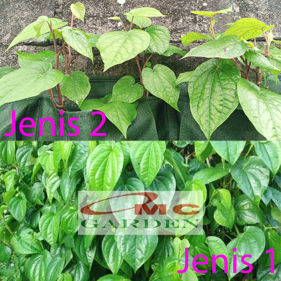 Bibit Pohon Daun Sirih Hijau Tanaman Hias Minuman Obat Herbal DS-1020