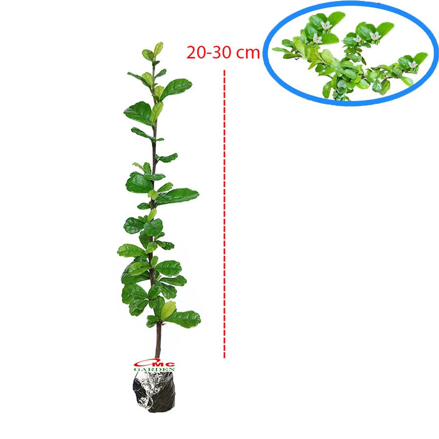 Bibit Tanaman Hokianti Mikro Micro Hokiantea Eretia Bahan Bonsai 2030