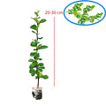 Bibit Tanaman Hokianti Mikro Micro Hokiantea Eretia Bahan Bonsai 2030