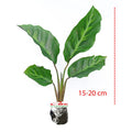 Calathea Louisae Misto Bulu Ayam Kalatea Calatea Kalathea Bibit Tanaman Hias CLT-LS-1520