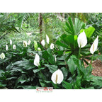 Bibit Tanaman Pohon Sepatu Filum Peace Lily Lili Spatyfhilum PS-1020
