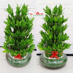 Pohon Bambu Hoki Hockey Sri Rejeki Lucky Bamboo Bambu Air Bambu Cina Pembawa Keberuntungan Bibit Tanaman Hias 2040 - 20-30 cm
