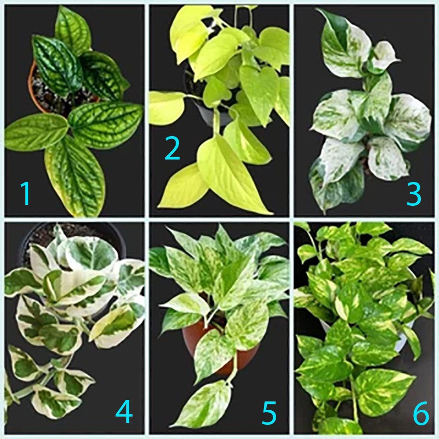 Srigading Sri Gading Sirih Gading Hijau Kuning Varigata Golden Silver Ungu Centong Philodendron Philo Brazil Marble Queen Bibit Tanaman Hias Air 1020