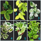 Srigading Sri Gading Sirih Gading Hijau Kuning Varigata Golden Silver Ungu Centong Philodendron Philo Brazil Marble Queen Bibit Tanaman Hias Air 1020
