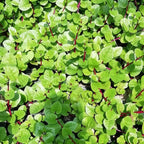 Daun Binahong Merah Hijau Tanaman Piahong Obat Herbal Organik Segar Tanpa Pestisida 1 Helai Lembar BM-DH-1