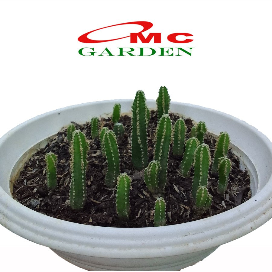 Bibit Pohon Kaktus Candi Hijau Tanaman Hias Potelan Katus Mini Sukulen 1015