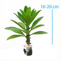 Bibit Pohon Euphorbia Neriifolia Nivulia Katus Kaktus Sukulen Tanaman Hias Sudu Sudu Cristata Varigata 1020