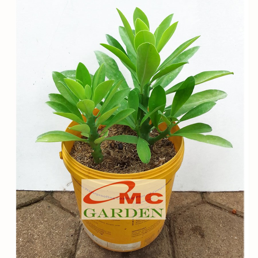 Bibit Pohon Euphorbia Neriifolia Nivulia Katus Kaktus Sukulen Tanaman Hias Sudu Sudu Cristata Varigata 1020