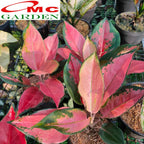 Aglonema Kochin Pink Rainbow Super Red Cochin Tembaga Sri Rejeki Bibit Bunga Tanaman Hias 1015
