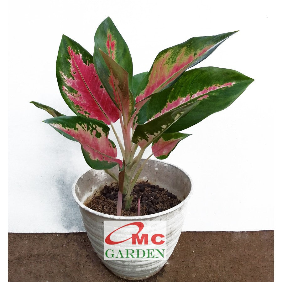 Aglonema Kochin Pink Rainbow Super Red Cochin Tembaga Sri Rejeki Bibit Bunga Tanaman Hias 1015