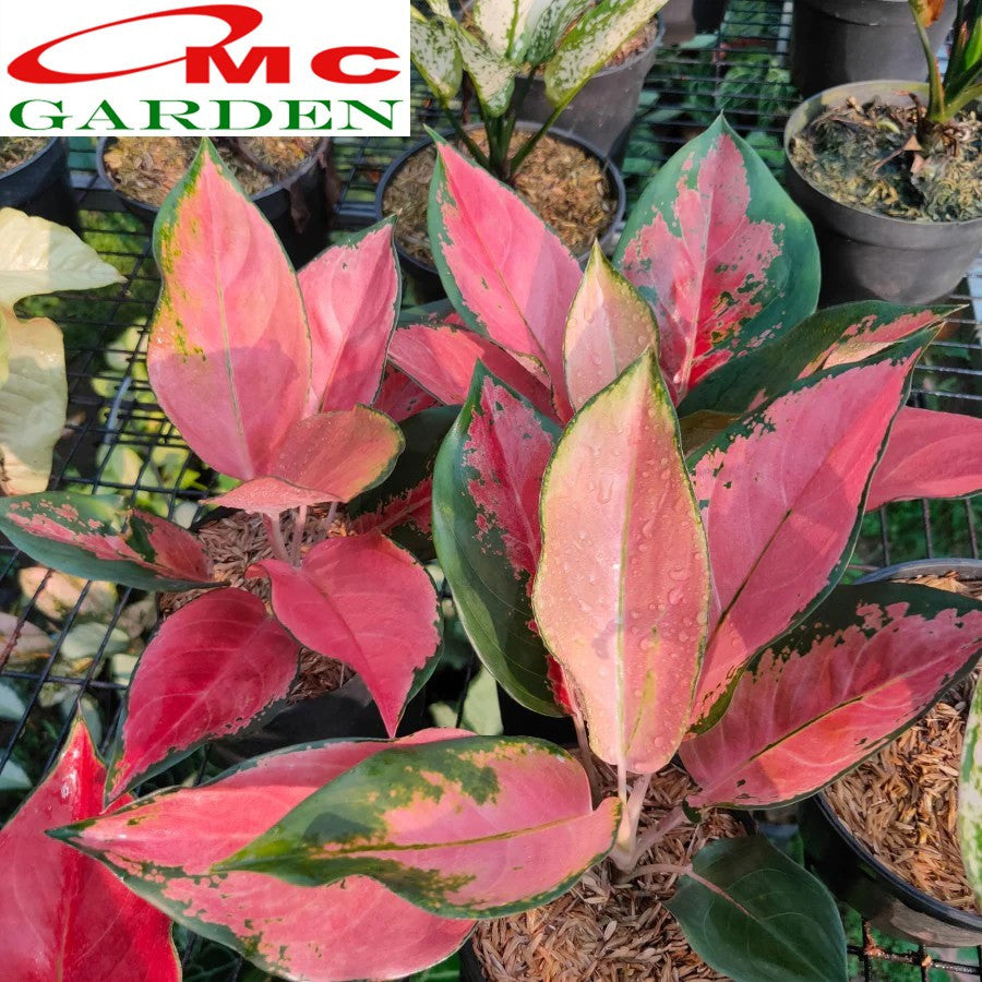 Aglonema Kochin Pink Rainbow Super Red Cochin Tembaga Sri Rejeki Bibit Bunga Tanaman Hias 1520